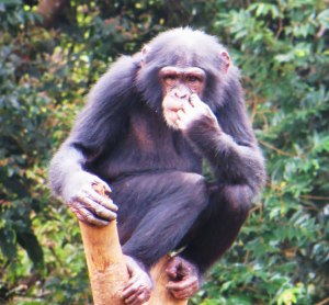 Chimpanzee, Sierra Leone, Sierra Leone wildlife, things to see in Sierra Leone, travel Sierra Leone, tourism Sierra Leone, tourism Freetown