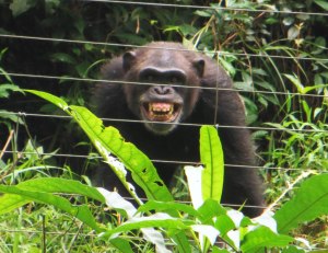 Tacugama Chimp Sanctuary, Freetown, things to see in Freetown, tourism attractions Sierra Leone, tourism Sierra Leone, travel Sierra Leone, chimpanzees, Sierra Leone wildlife, Elizabeth Around the World