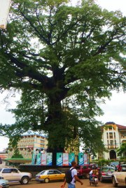 Cotton Tree, Freetown, Freedom Steps, Sierra Leone, travel Sierra Leone, tourism Sierra Leone, things to see in Freetown, tourism Freetown
