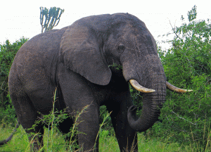 Uganda, Queen Elizabeth National Park, African elephant, tourism, Uganda, Kampala, Uganda itinerary, backpack Uganda