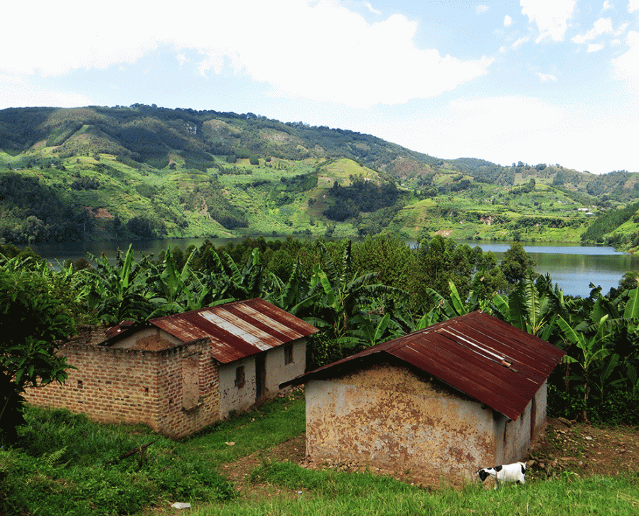 Uganda, plantains, Africa, travel Uganda, Kampala, Mbarara, Elizabeth Around the World