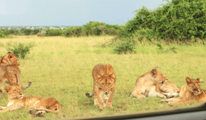 Uganda, tourism, Queen Elizabeth National Park, safari, tree lions, things to see in Uganda, Uganda travel itinerary