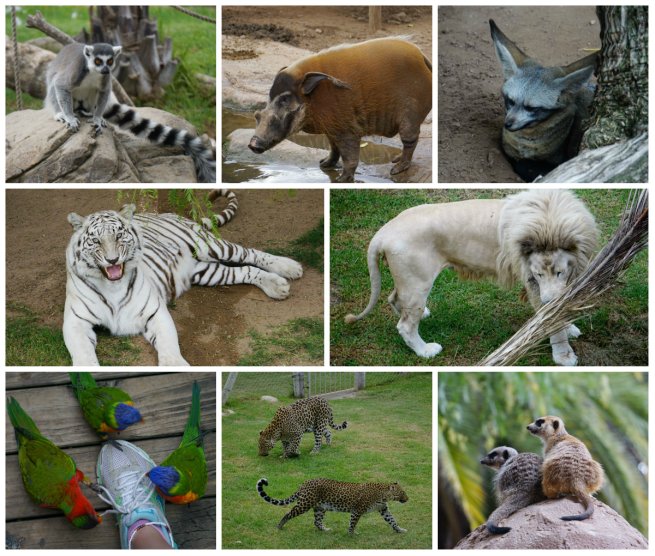 Cango Wildlife Ranch, white lions, African animals, South Africa, Oudtshoorn, road trip