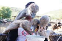 Ostrich, Somali Ostrich, Cango Ostrich Farm, Oudtshoorn, South Africa 