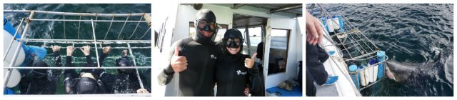 Great White Shark, cage diving, White Shark Africa, Mossel Bay, South Africa
