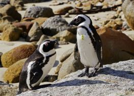 Boulder Beach, African penguins, South Africa, Cape Town, road trip