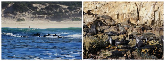 Cape fur seal, dolphins, Ocean Safari, Ocean blue, whale watching, Plettenberg Bay, South Africa