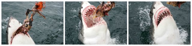 Great White Shark, cage diving, White Shark Africa, Mossel Bay, South Africa