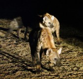 Hyenas of Harar, Harar, hyenas, Ethiopia, Ethiopia tourism, Hyena man, Harar tourism