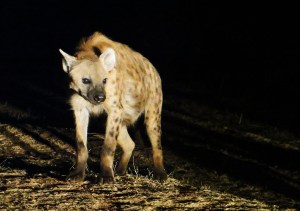 Hyenas of Harar, Harar, hyenas, Ethiopia, Ethiopia tourism, Hyena man, Harar tourism
