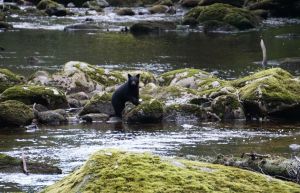 Black bear, bear cub, Spirit Bear, Gribbell Island, Great Bear Rainforest, Elizabeth McSheffrey