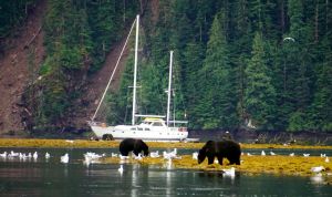 Great Bear Rainforest, Mussel Inlet, grizzly bear, Elizabeth McSheffrey, Bluewater Adventures, Island Odyssey