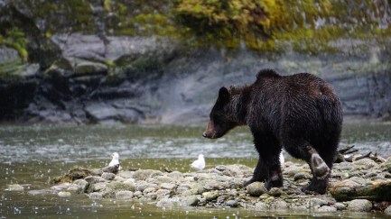 Great Bear Rainforest, Elizabeth Around the World, Elizabeth McSheffrey, Grizzly Bear, Mussel Inlet