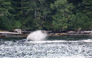 orcas, killer whales, Great Bear Rainforest, Bluewater Adventures, whale watching, British Columbia