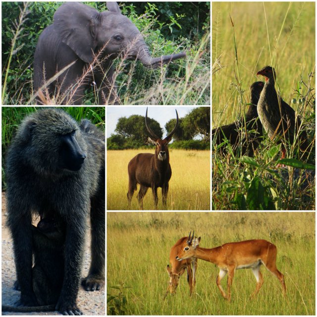 Waterbok, Uganda, Queen Elizabeth National Park, safari, baboon, impala, elephant, game drive, Uganda tourism, Uganda travel itinerary