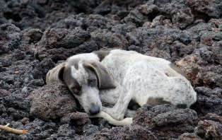 Pacaya Volcano, Antigua, Antigua tourism, things to see in Antigua, hike Pacaya Volcano, Bigfoot Hostel, Guatemala itinerary, tourism Guatemala